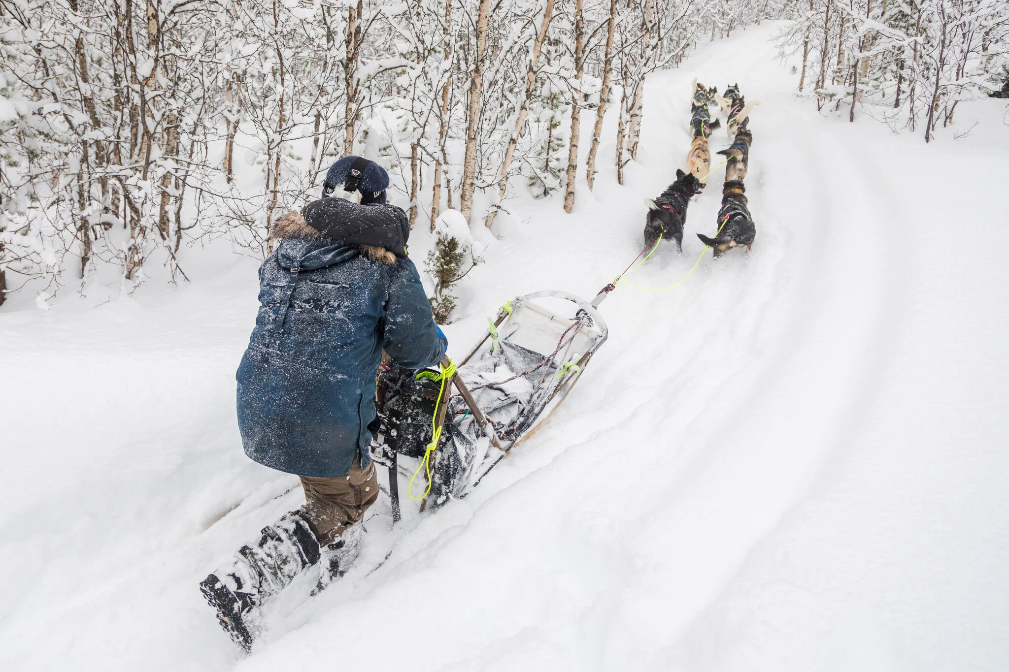 Hundeschlittenfahrt in Mestervik mit Heißgetränken mit Run Wild Mushing Mestervik.