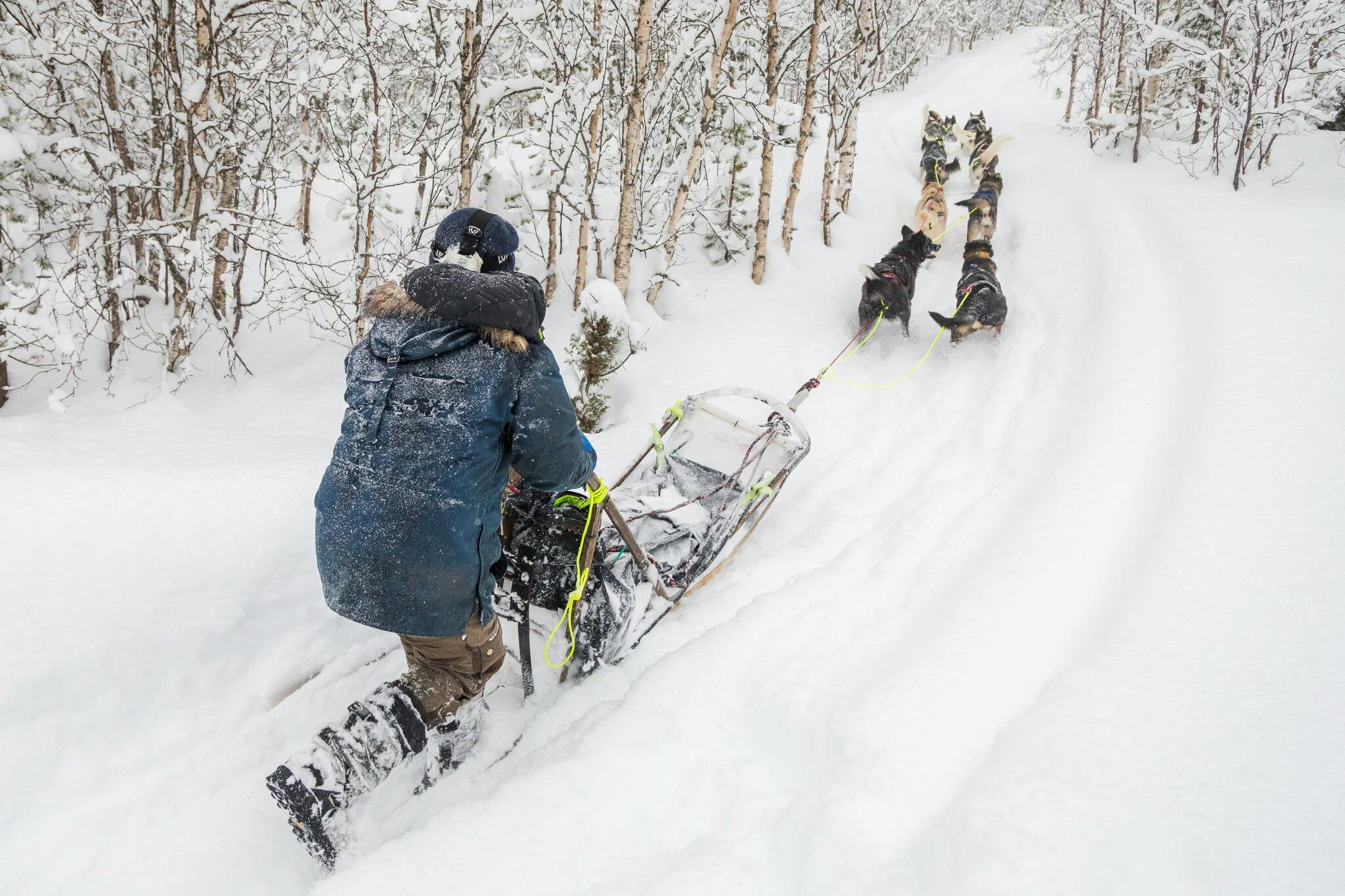 Tour in slitta trainata da cani a Mestervik con bevande calde con Run Wild Mushing Mestervik.