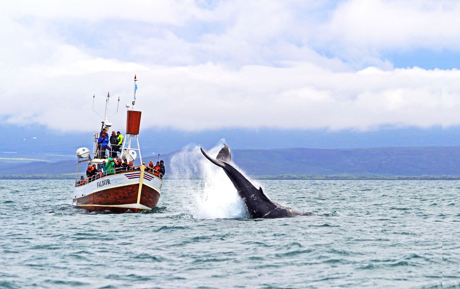 Balade traditionnelle en bateau pour observer les baleines à Húsavík avec Gentle Giants Húsavík.
