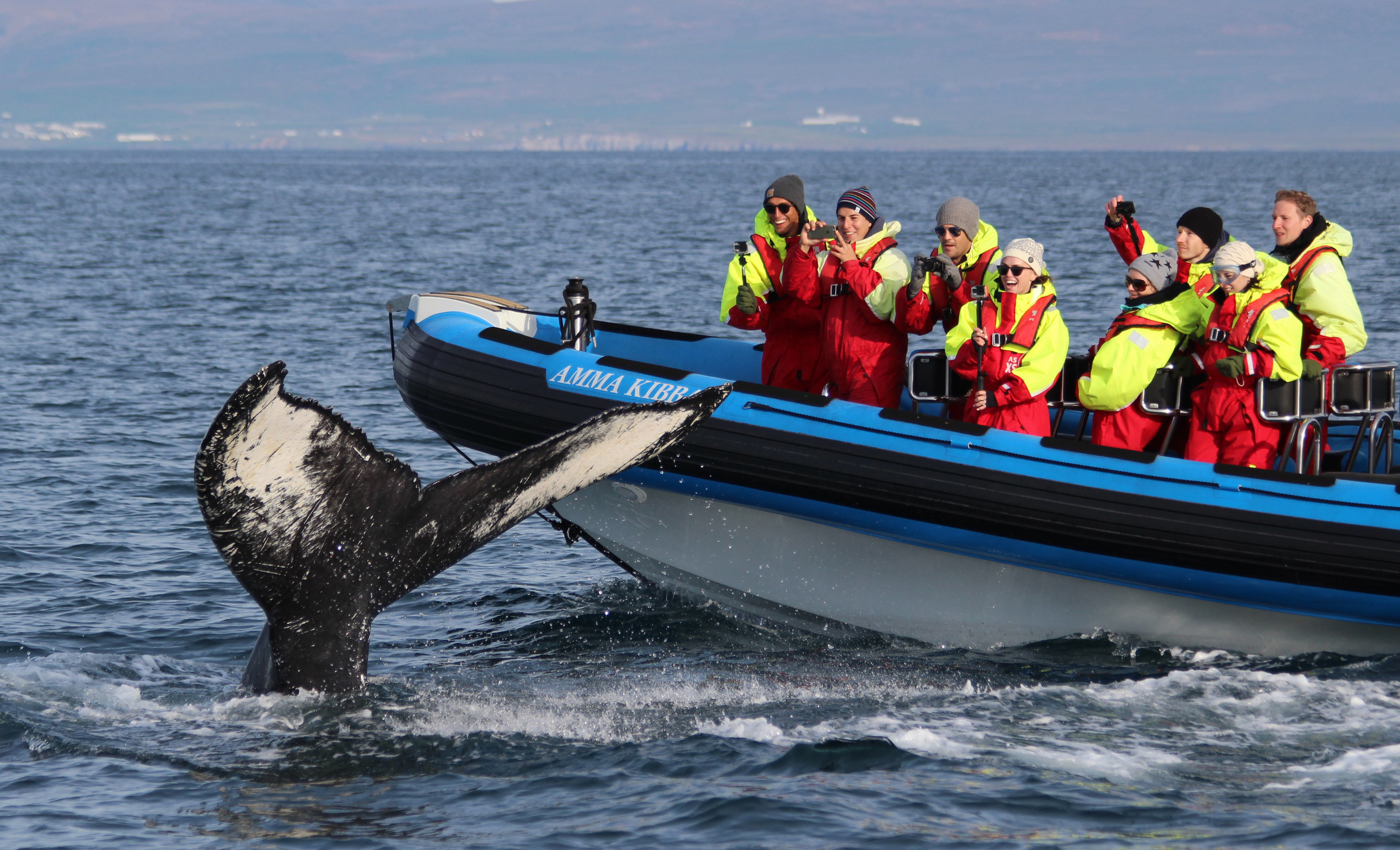 Balade en bateau semi-rigide de Húsavík avec Observation de baleines et de macareux avec Gentle Giants Húsavík.