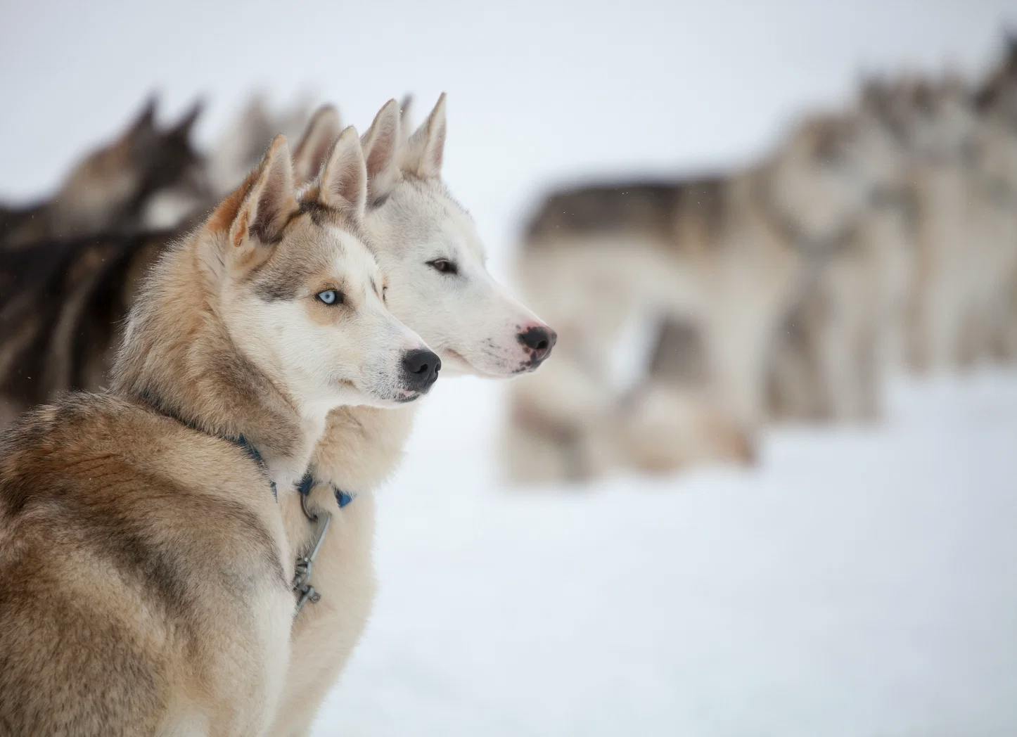 Giro in slitta trainata da husky da Rovaniemi con Nordic Unique Travels Rovaniemi.