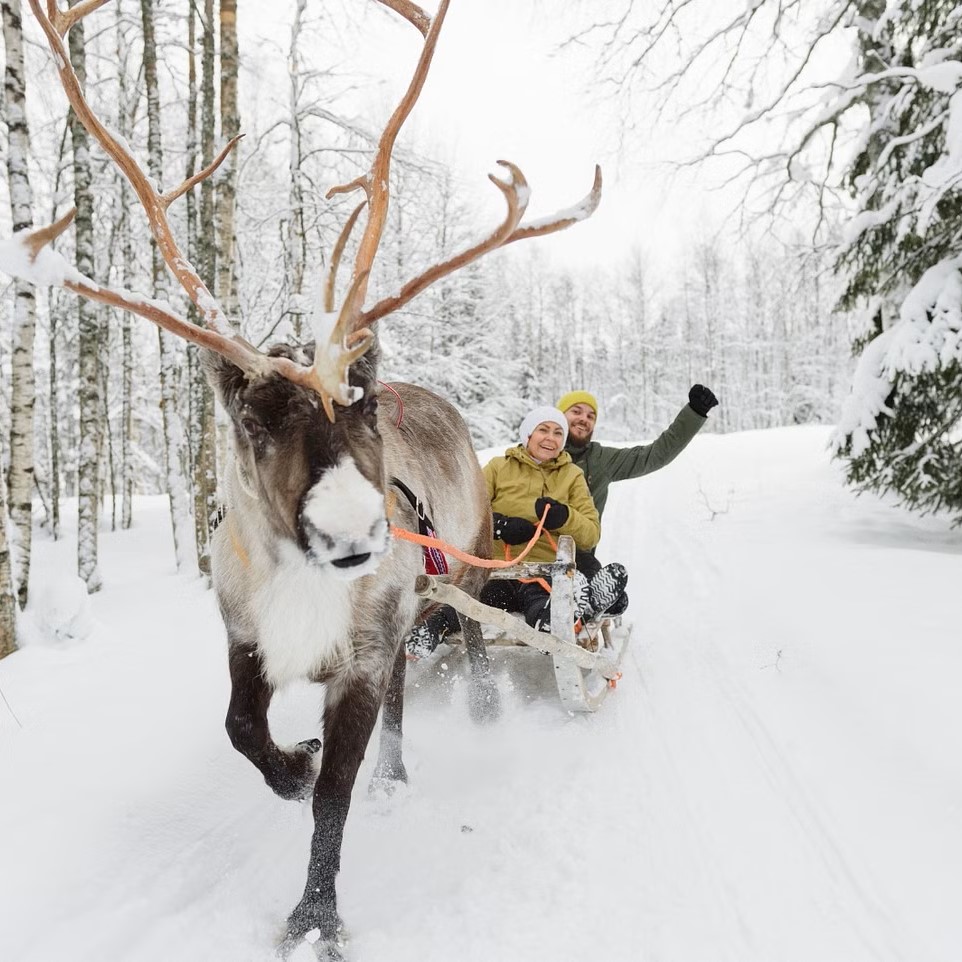 Visista a un'allevamento di renne a Rovaniemi con Nordic Unique Travels Rovaniemi.