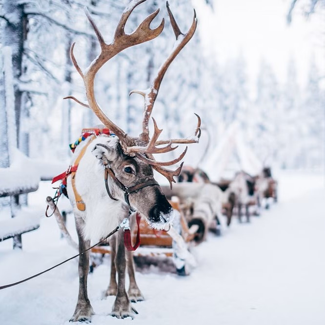 Tour de un día por lo más destacado de Rovaniemi con paseo en trineo y almuerzo con Nordic Unique Travels Rovaniemi.