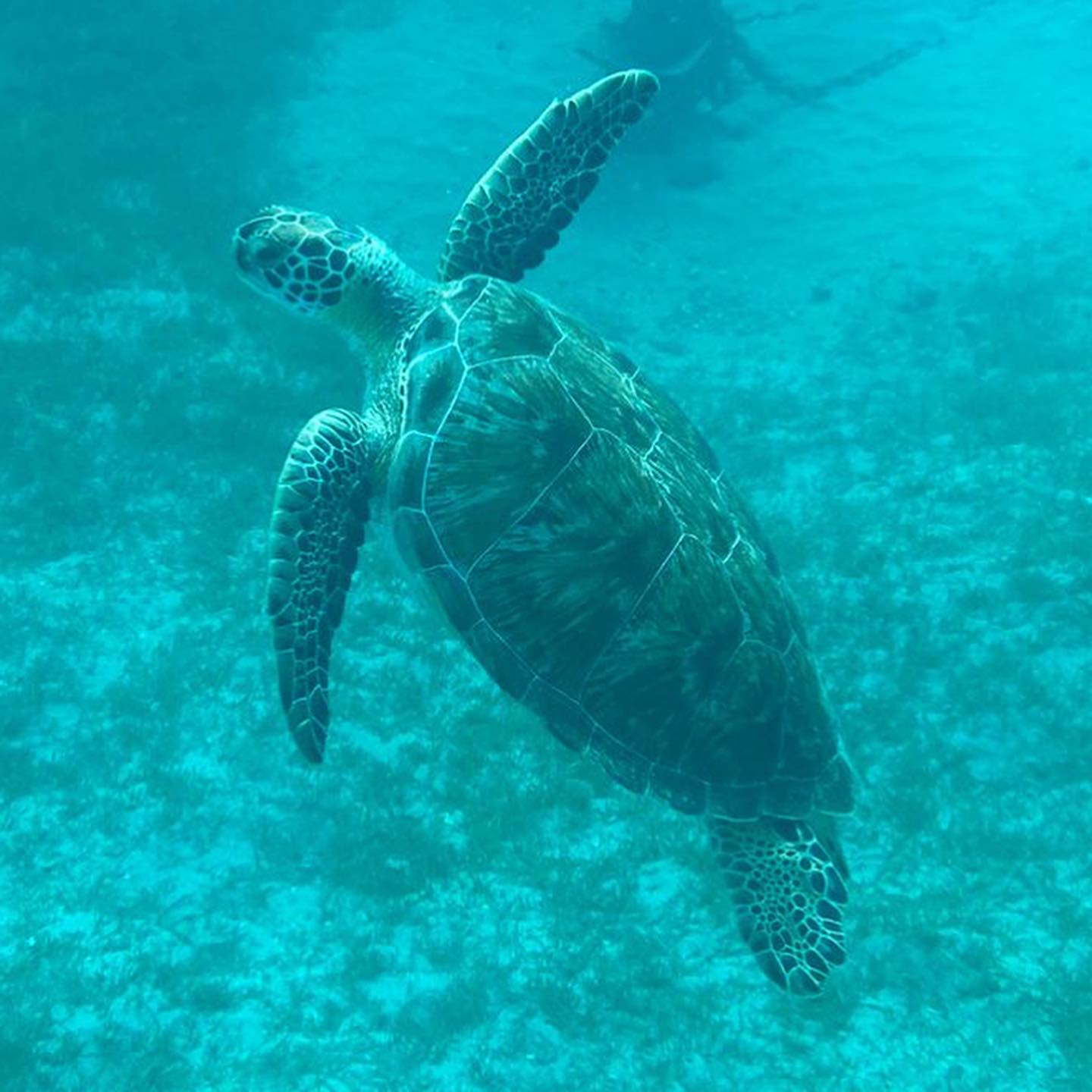 Gita in catamarano con avvistamento delfini e tartarughe da Fort-de-France con Kairi Dream Martinique.