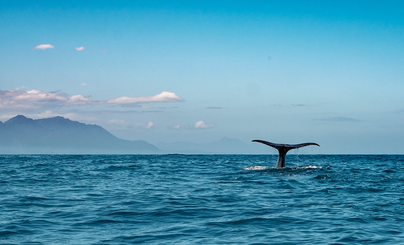 Whale Watching Boat Trip from Tromsø from Arctic Whale Tours Stø.