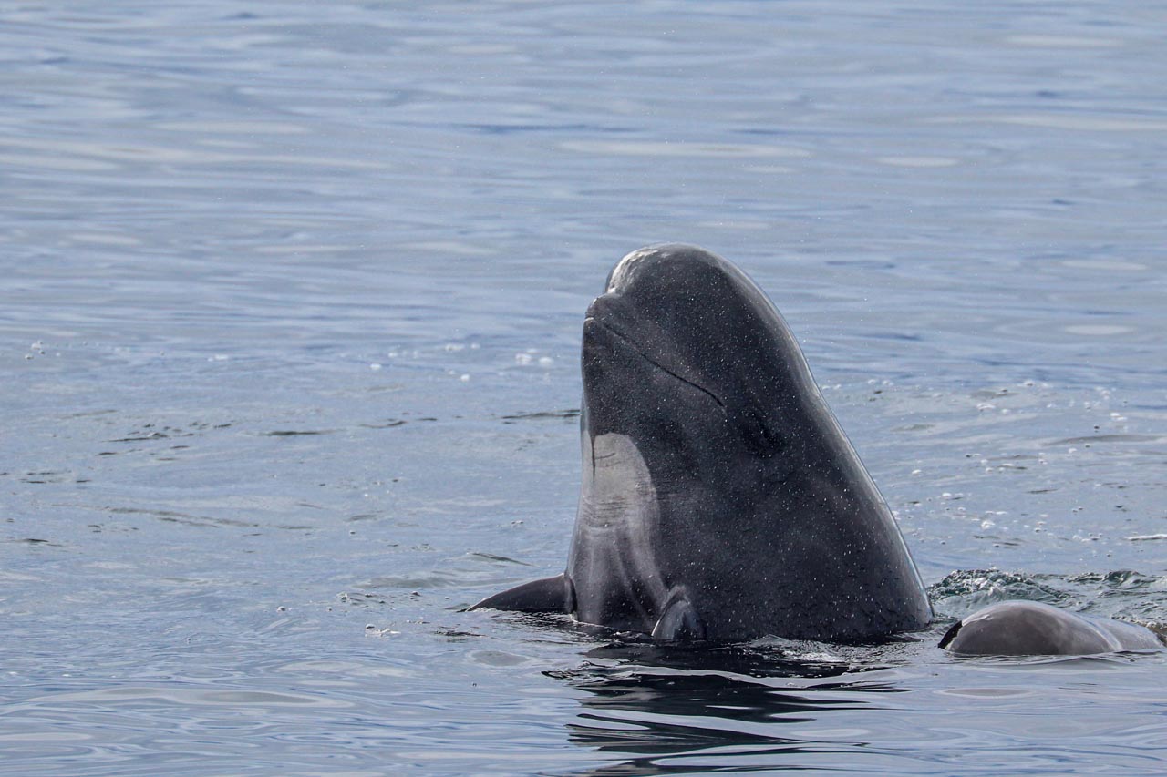 Whale Watching Boat Trip from Tromsø from Arctic Whale Tours.