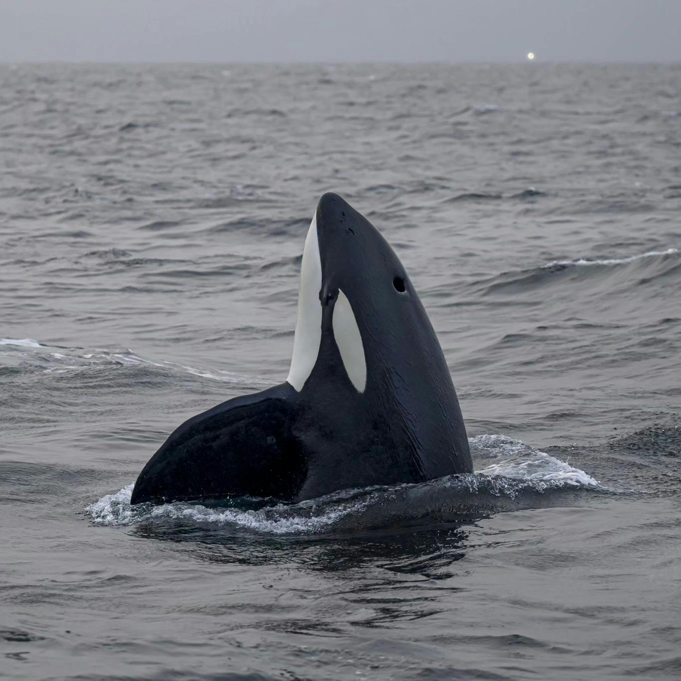 Boottocht met walvis spotten vanuit Tromsø met Arctic Whale Tours Stø.