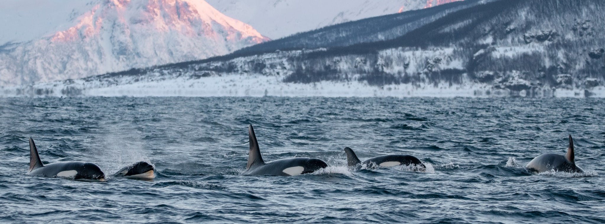 Whale Watching Boat Trip from Tromsø from Arctic Whale Tours Stø.