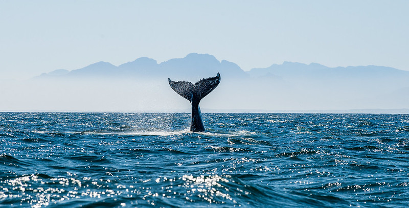Bootstour mit Walbeobachtung ab Stø mit Arctic Whale Tours Stø.