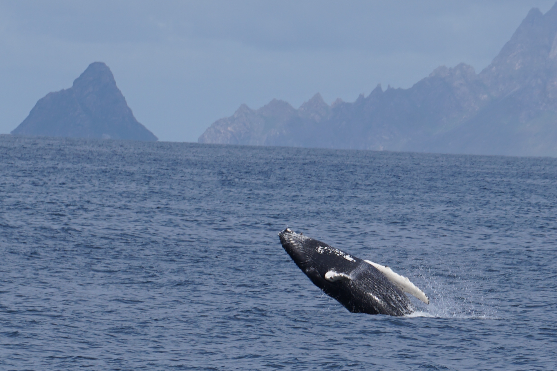 Bootstour mit Walbeobachtung ab Stø mit Arctic Whale Tours Stø.