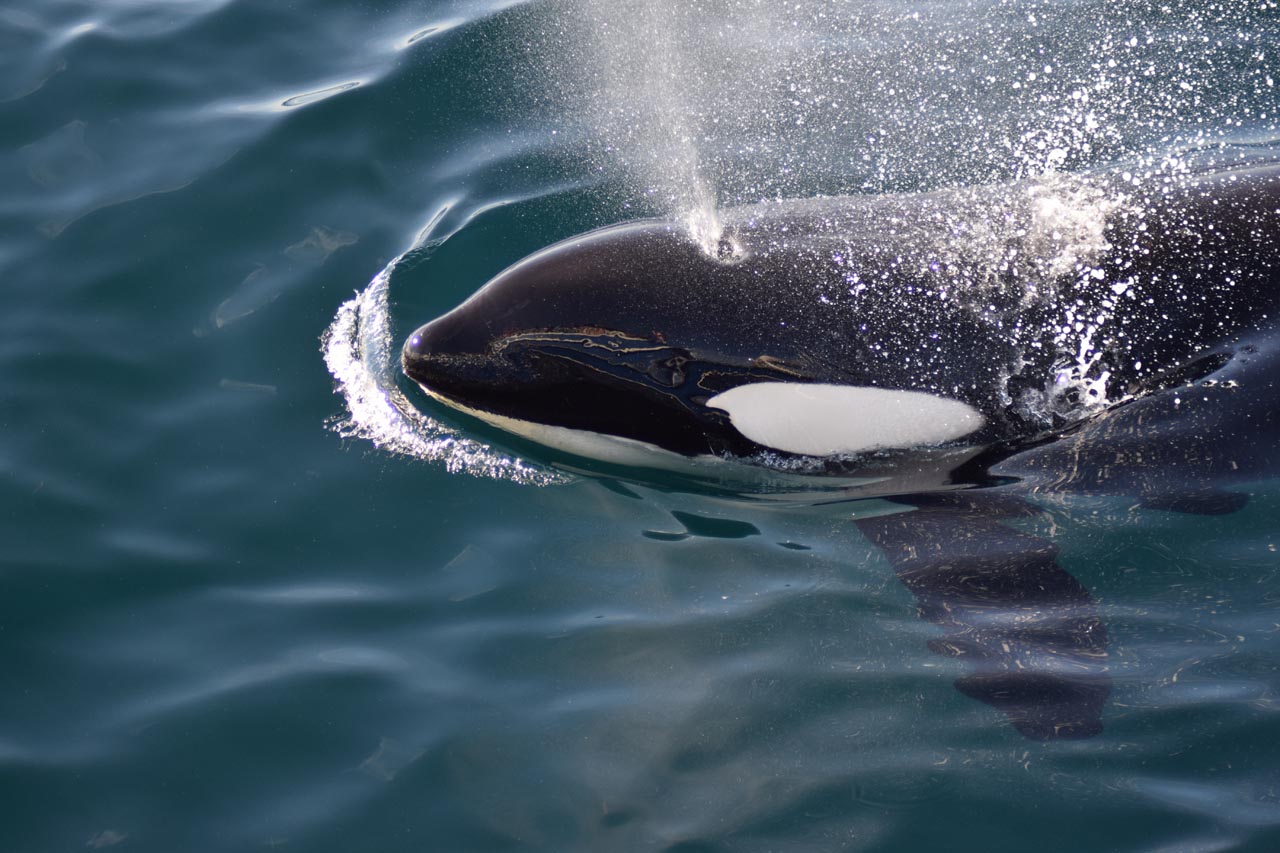 Bootstour mit Walbeobachtung ab Skjervøy mit Arctic Whale Tours Stø.