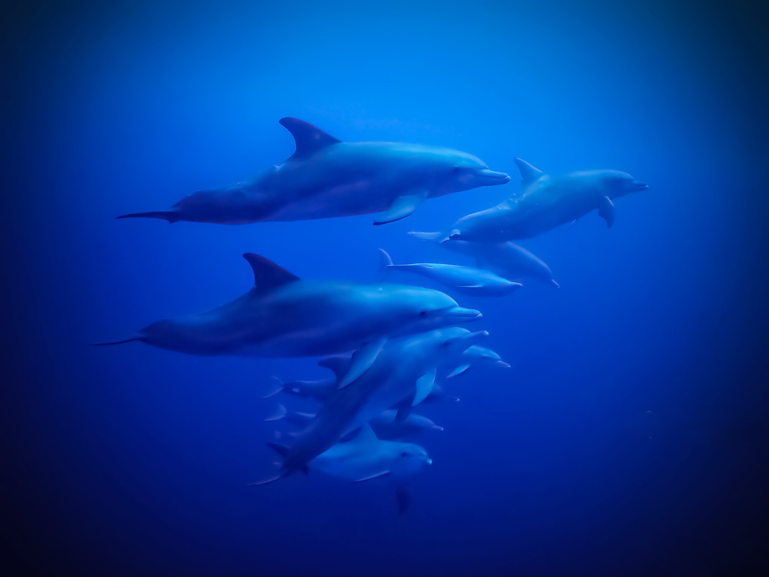 Excursion Snorkeling depuis Saint Gilles avec Observation des dauphins & baleines avec Reunion Diving.
