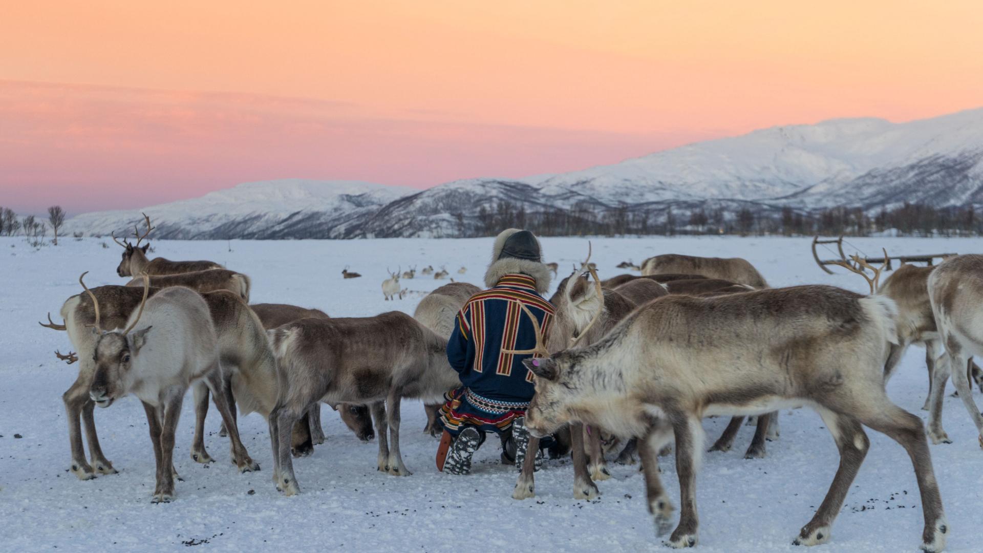 Serata ad un accampamento Sami a Tromso con visita alle renne e ricerca dell'aurora boreale con Tromso Arctic Reindeer.