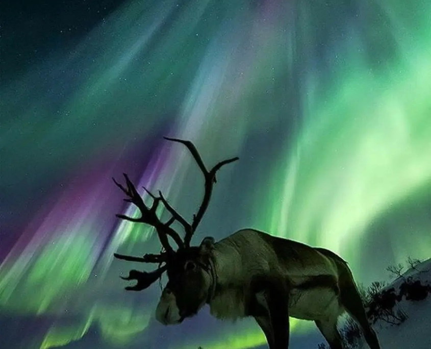 Nordlichtertour ab Rovaniemi mit Rentier-Safari, Snack & heißen Getränken mit Wild Wonder Rovaniemi.