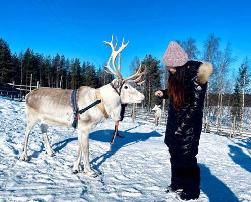 Giro in slitta trainata da renne e visita alla fattoria da Rovaniemi con snacks con Wild Wonder Rovaniemi.