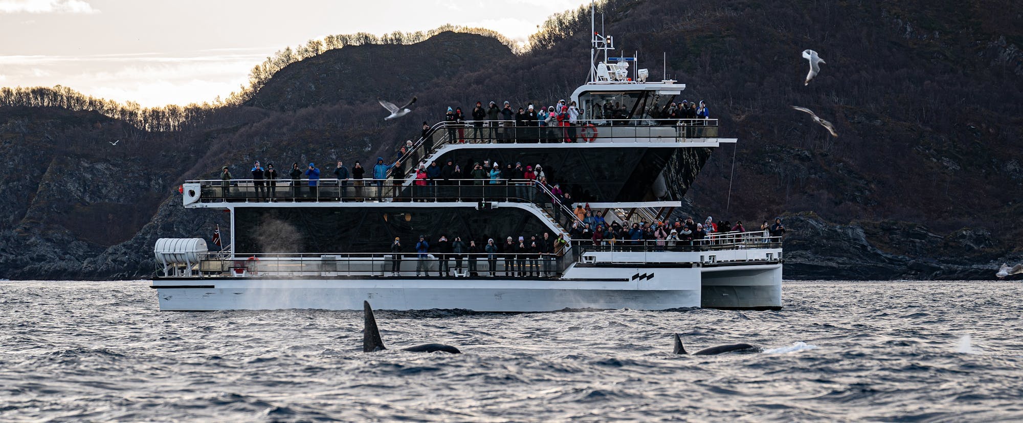 Boat Trip from Tromso with Whale Watching from Brim Explorer Norway.