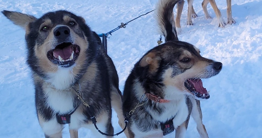 Giro in slitta trainata da Husky a Rovaniemi con Frozen Lake Husky Lapland.