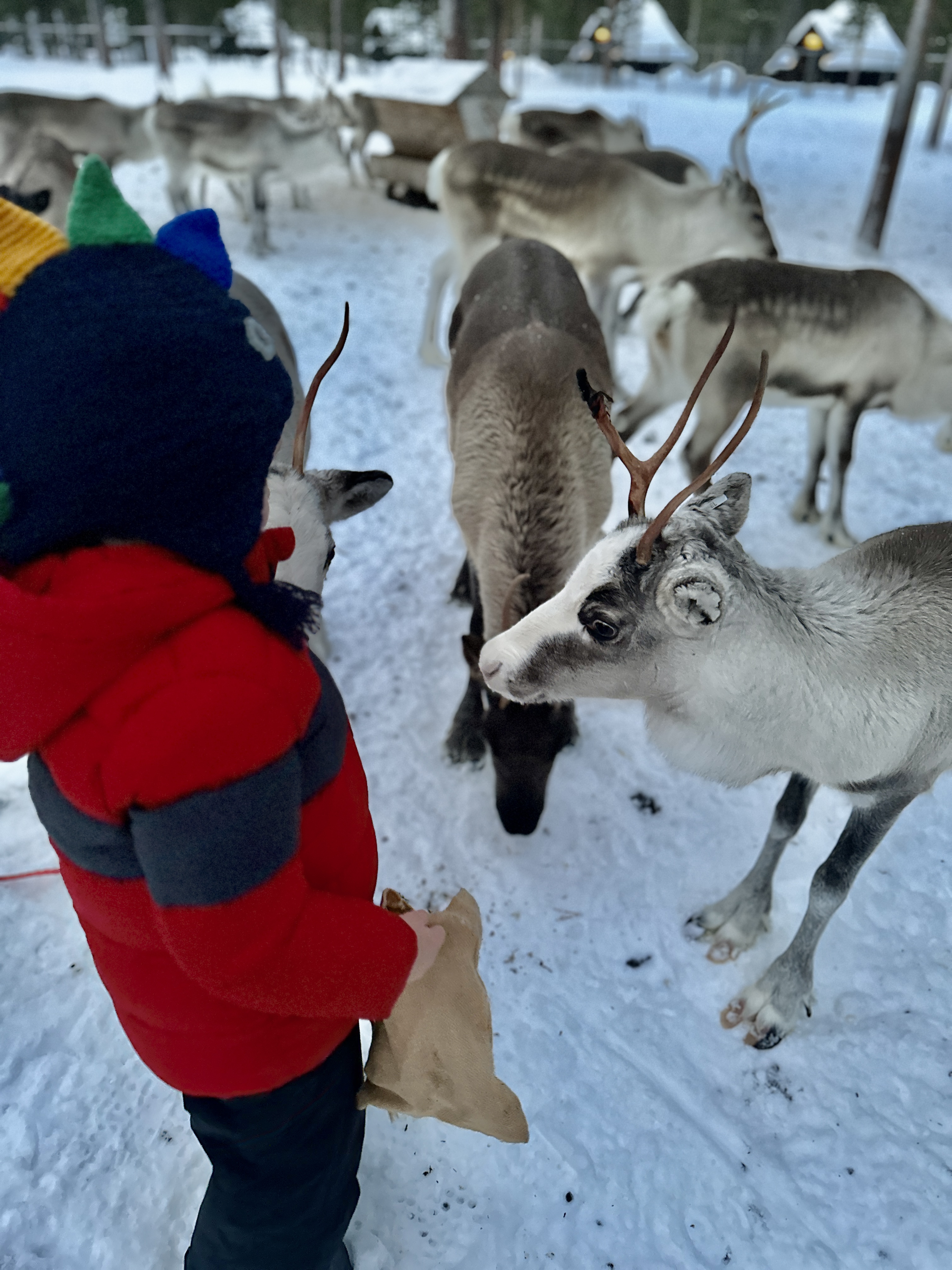 Schneeschuhwanderung ab Ivalo für Anfänger mit warmen Getränken und Snacks.