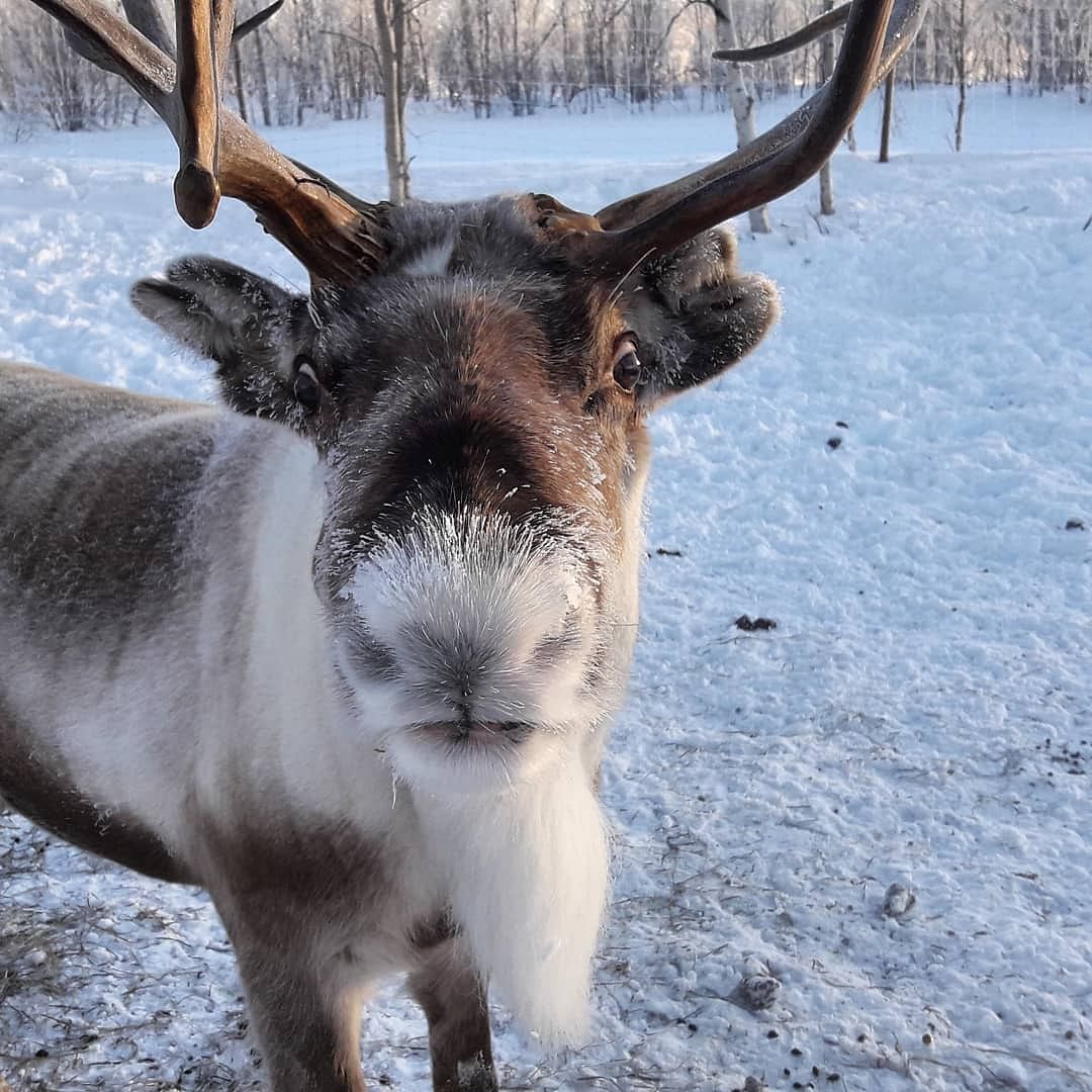 Bus Tour from Saariselka with Ice Fishing, Lunch & Reindeer Experience.