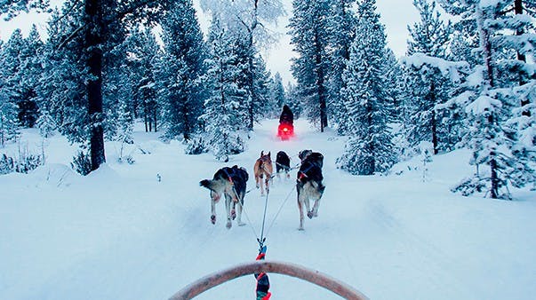 Half-day Trip to Husky Farm with Dog Sledding from Aurora Cabin Saariselka.