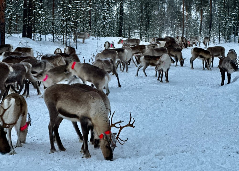 Reindeer Farm Visit with Snowmobile Sleigh & Snacks from Ivalo.
