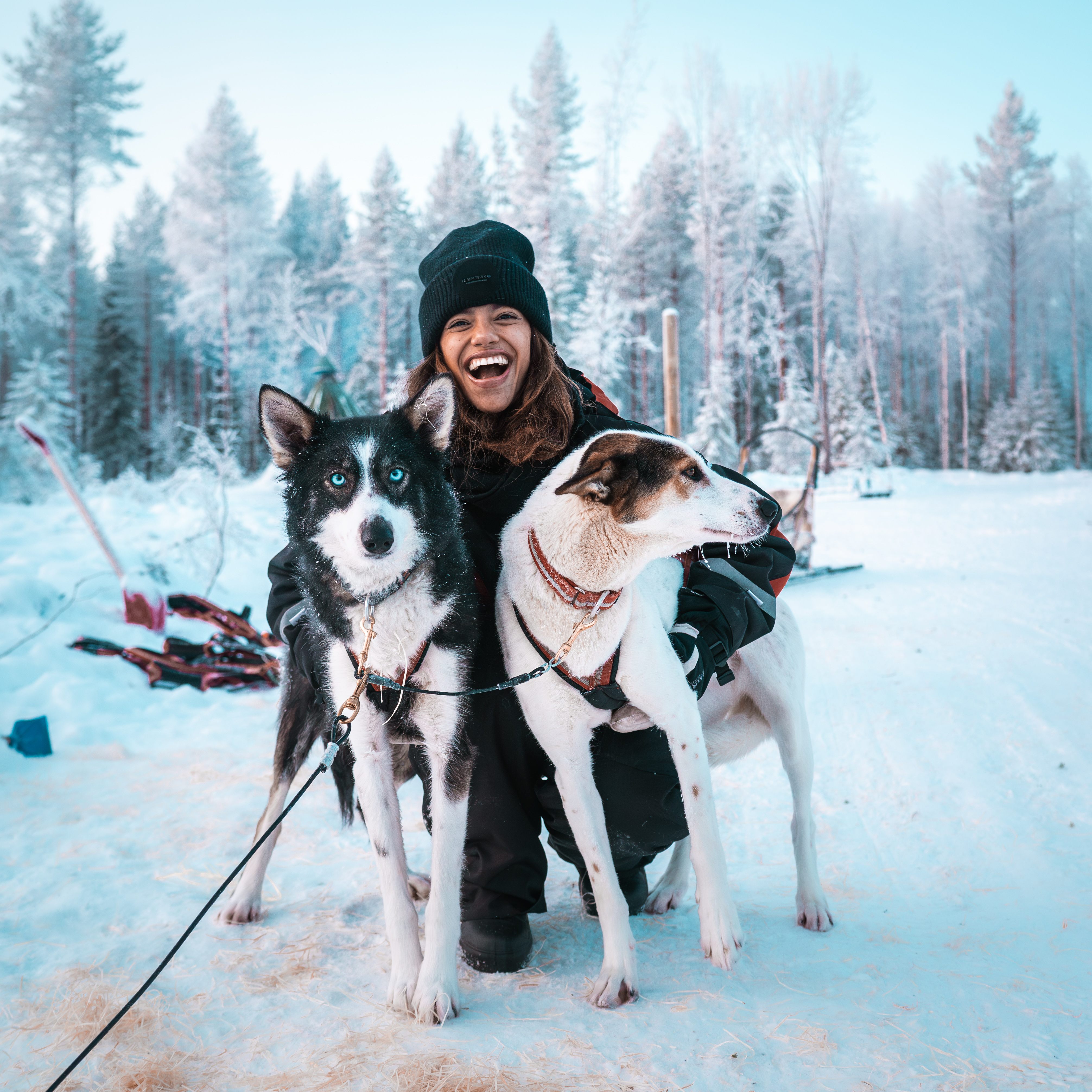 Husky-Schlittentour durch den Kuoksajärvi-Wald mit Snacks und Heißgetränken mit Stay Lapland.