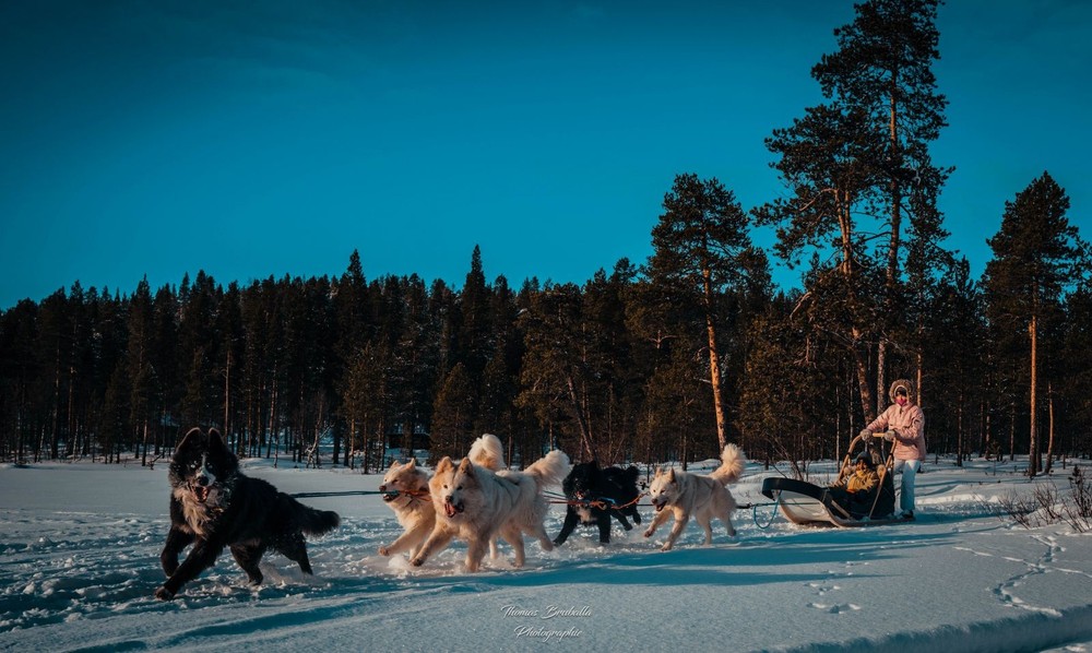 Dog Sledding Tour in Ivalo with Photo Opportunities - 2 hours from Primitif Aventure Ivalo.