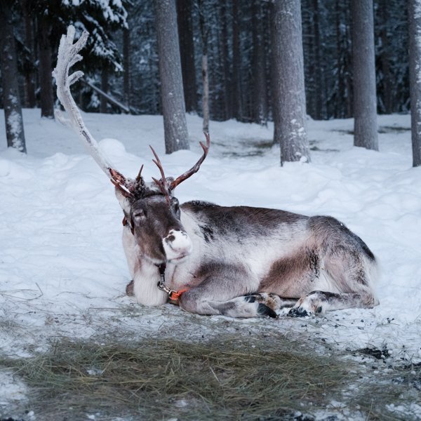 Reindeer Farm Visit ans Sleigh Ride from Rovaniemi with Snacks & Hot Drinks from Stay Lapland.