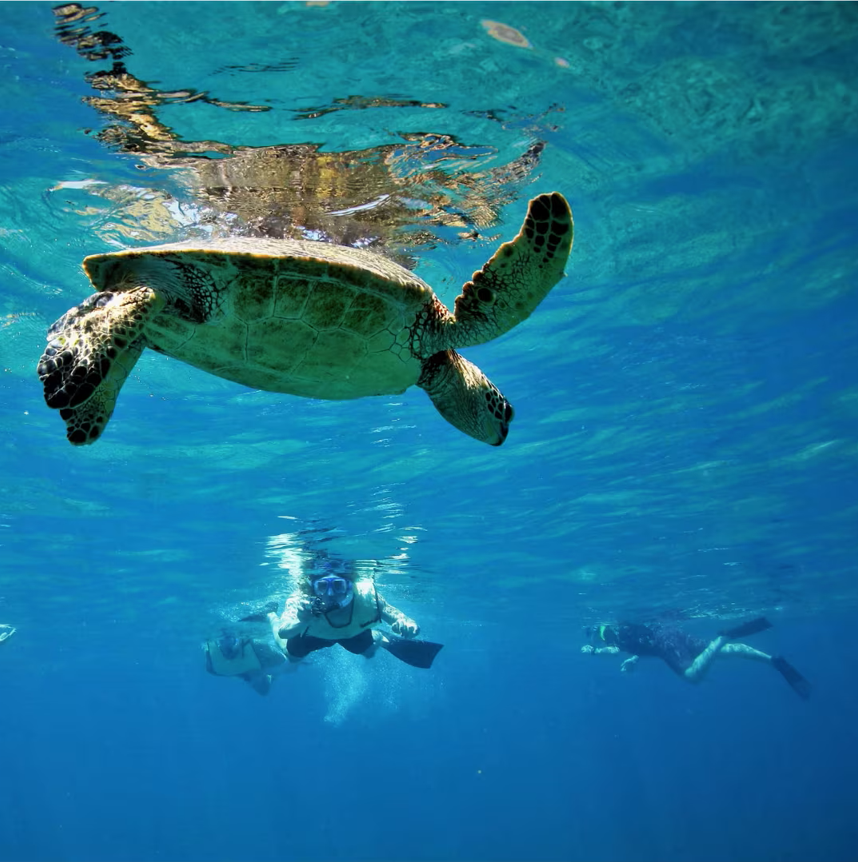 Snorkeltrip in La Réunion vanuit Le Port met drankjes met Le Dodo Palmé Réunion.