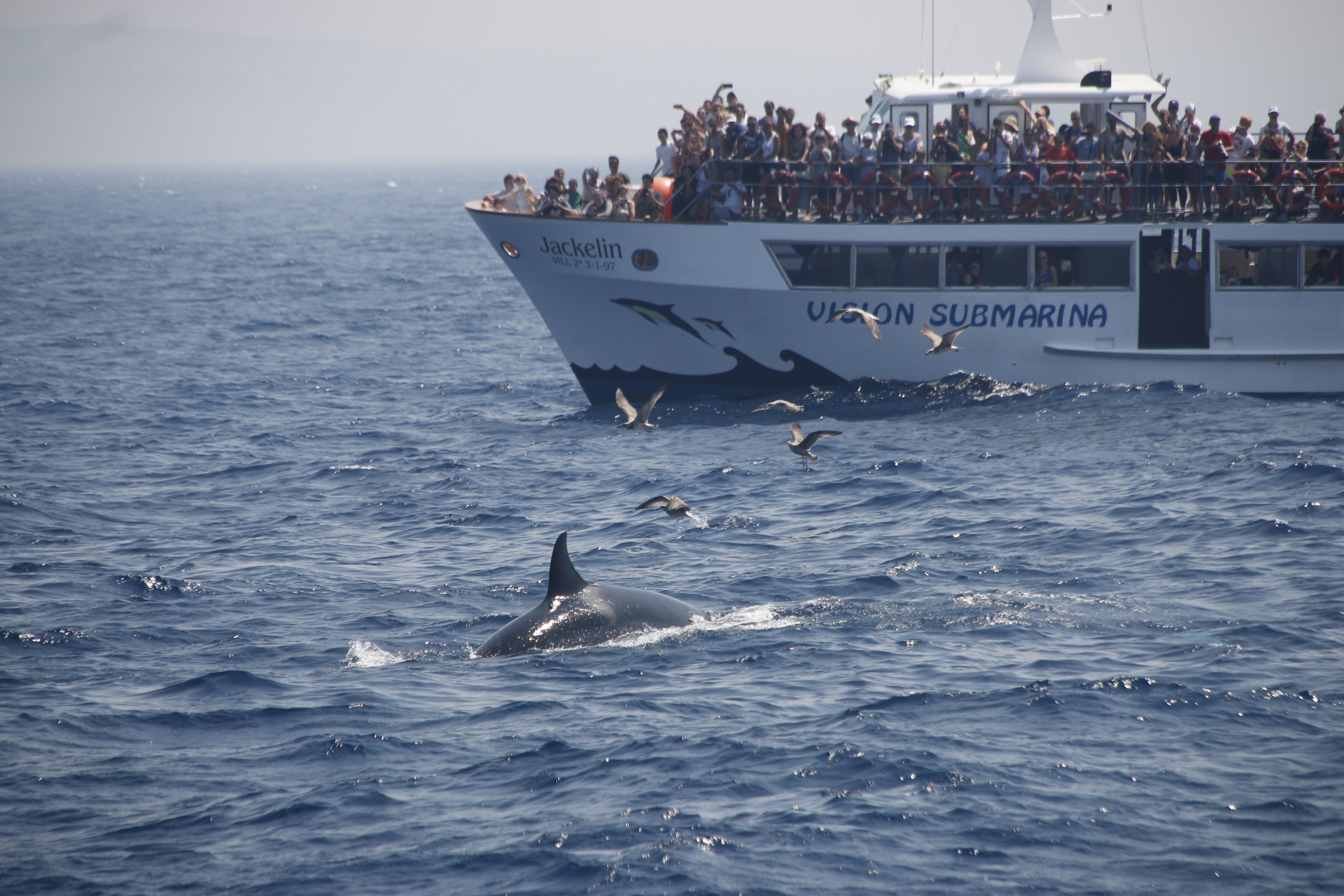 Excursion en bateau pour observer les dauphins et les baleines de Tarifa au détroit de Gibraltar avec Turmares Tarifa.