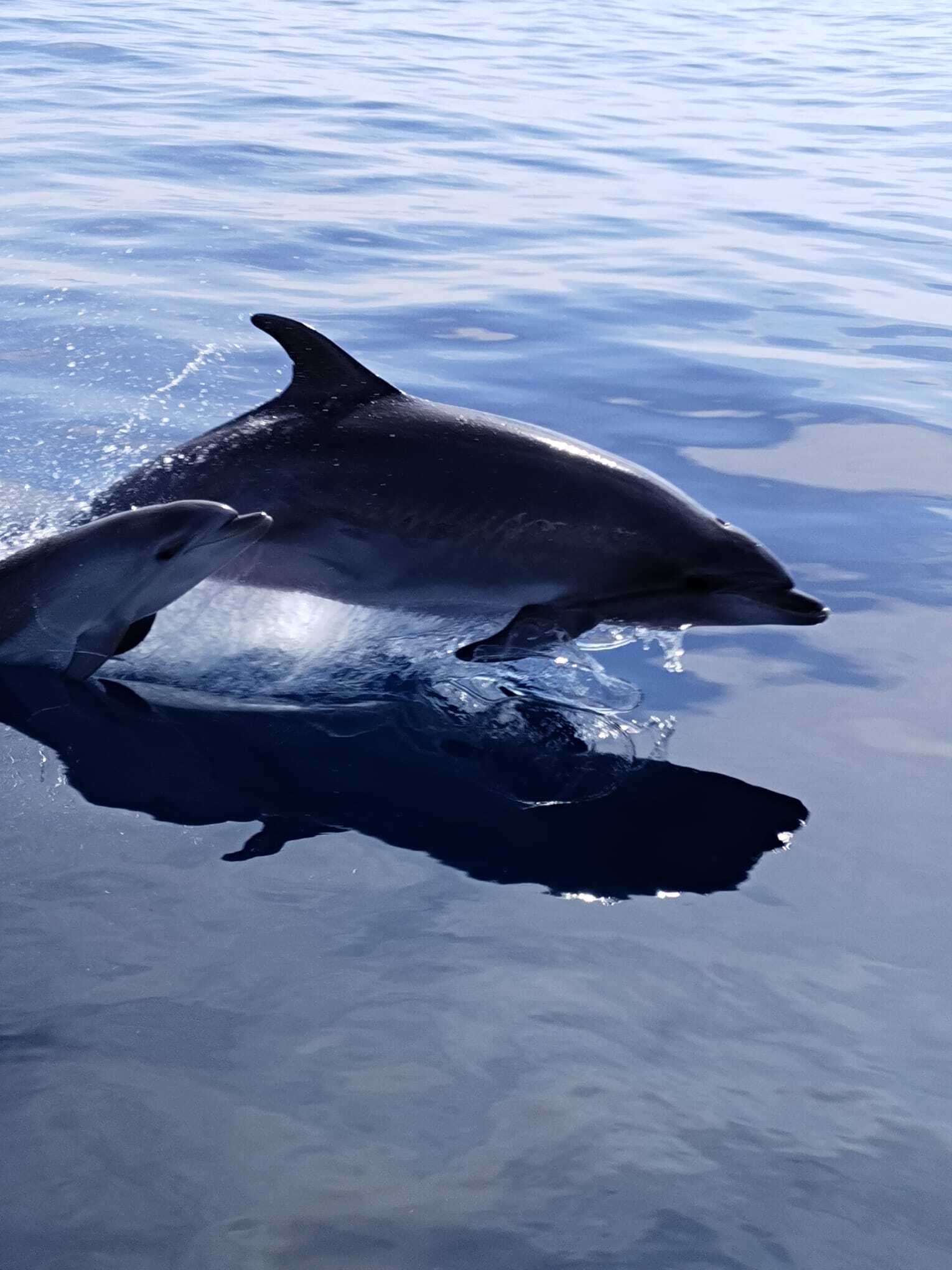 Bootstour zur Delfinbeobachtung ab Fuengirola mit Getränken & Snacks mit Monarca Nautic Fuengirola.