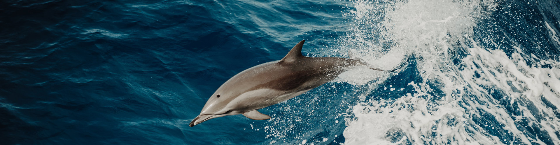 Boat Trip from Saint-Raphaël to Pelagos Sanctuary with Dolphin Watching.