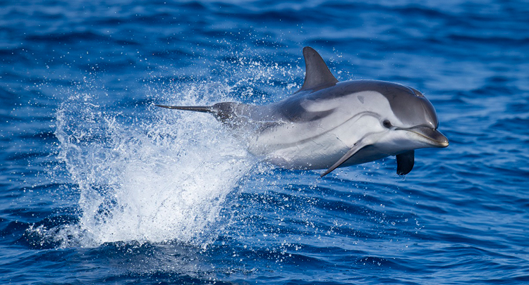 Boat Trip from Saint-Raphaël to Pelagos Sanctuary with Dolphin Watching from TakSea - Saint-Raphaël.