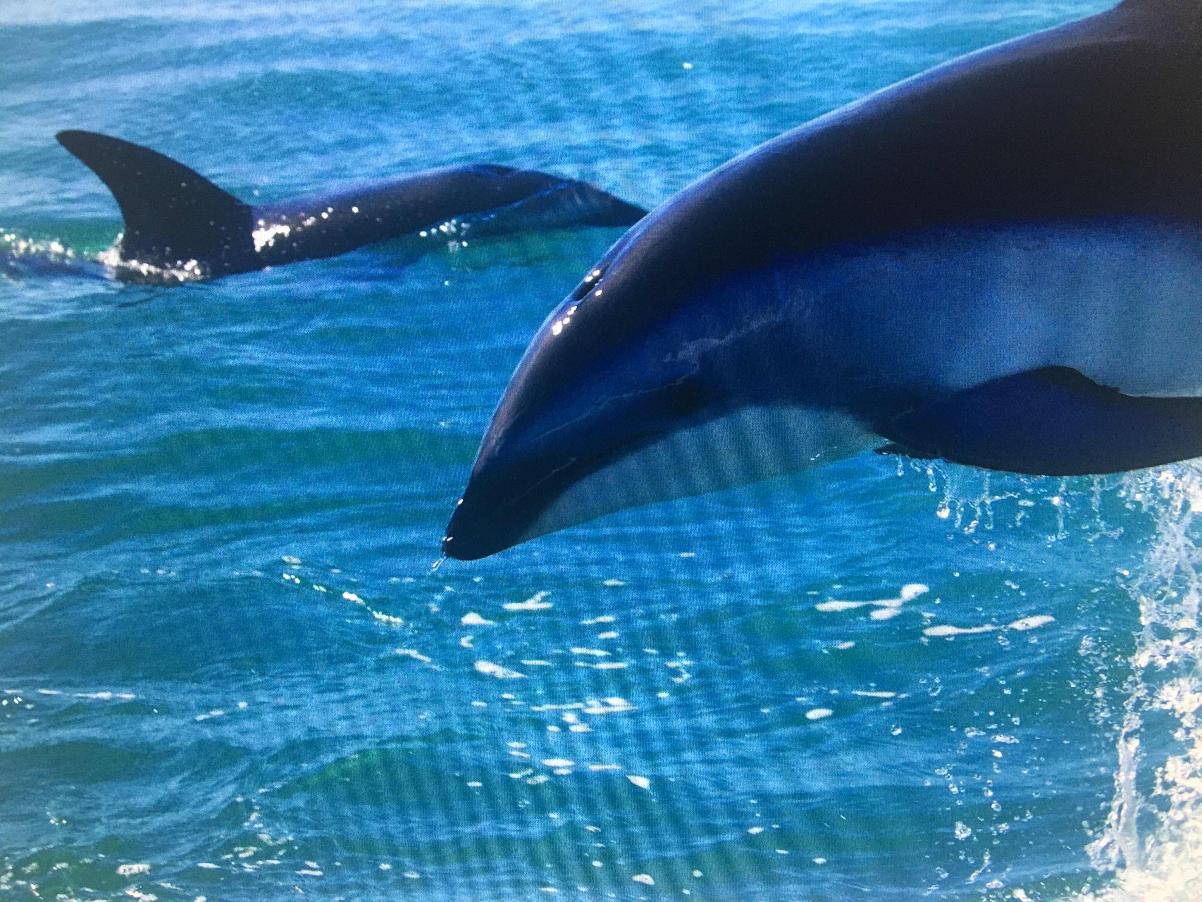 Sailing Trip along the Coast of Marbella with Dolphin Watching & Swimming Stops.