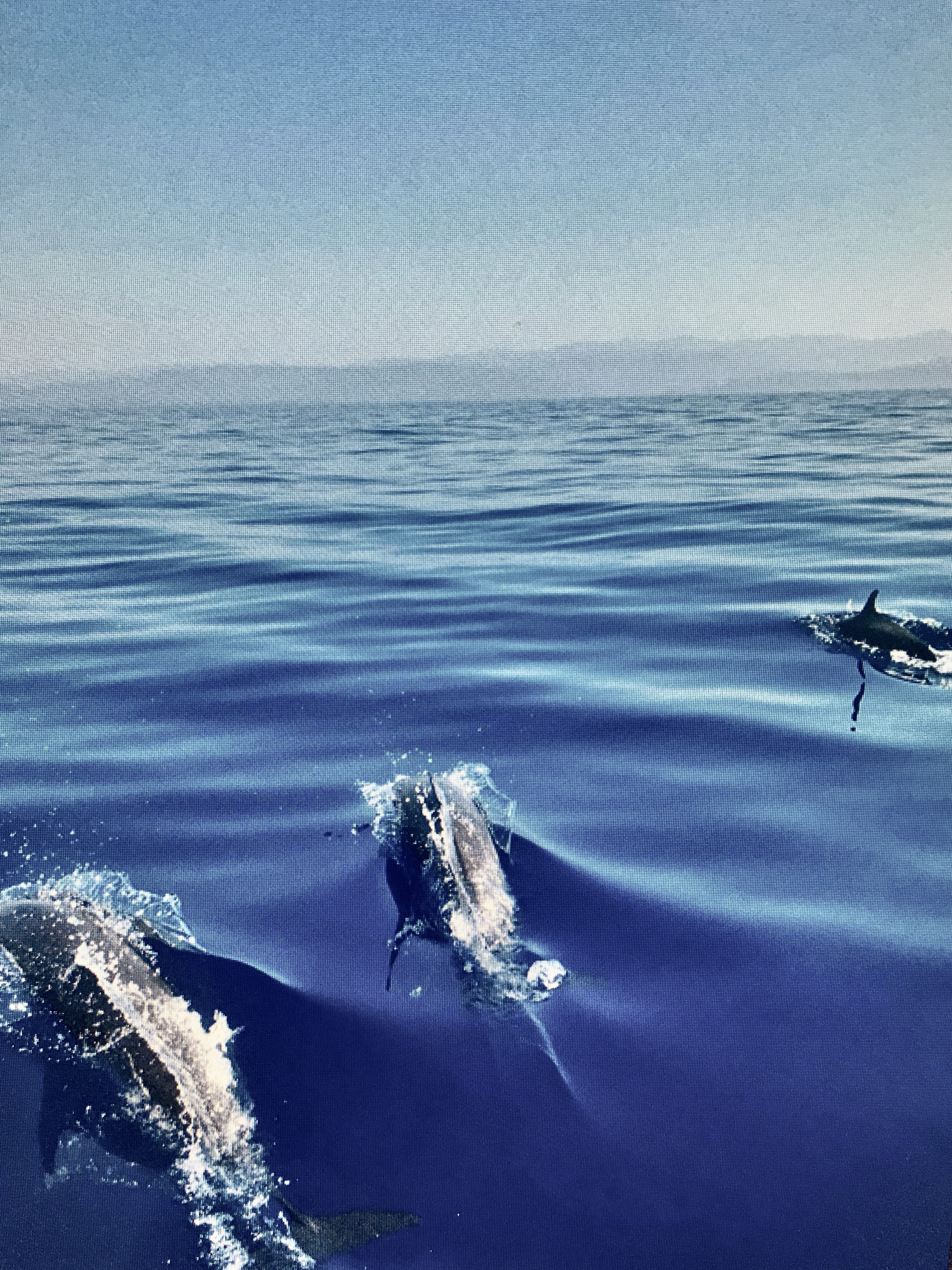 Private Sailing Trip along the Coast of Marbella with Dolphin Watching & Apéritif from Sailing Me Marbella.