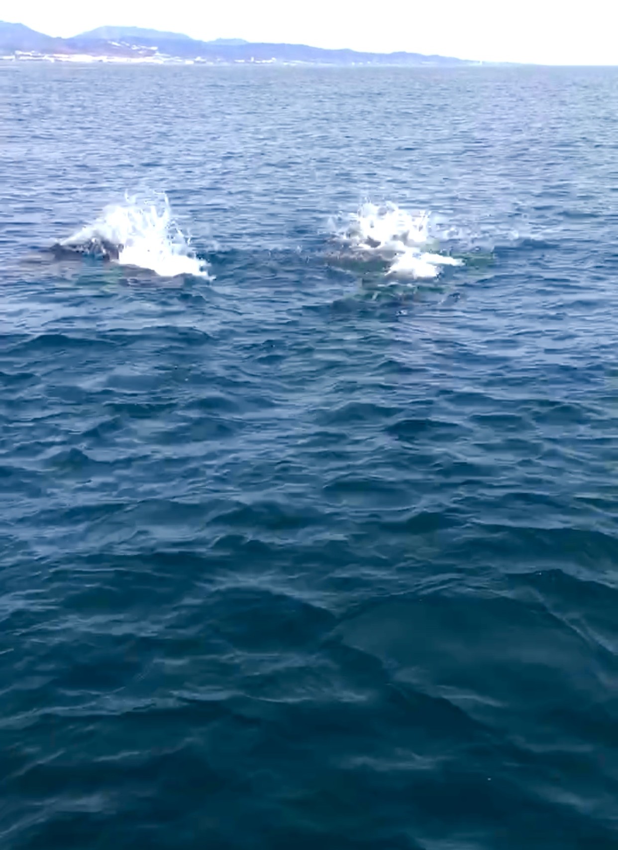Private Sailing Trip along the Coast of Marbella with Dolphin Watching & Apéritif.