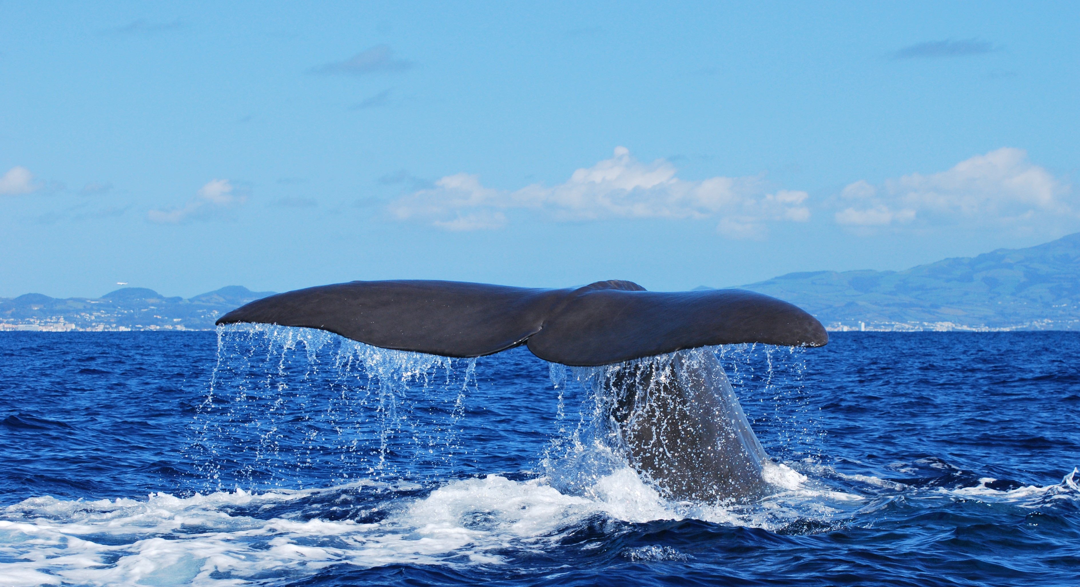 Half-Day RIB Boat Trip in Punta Delgada with Whale & Dolphin Watching from Futurismo Azores Adventures.