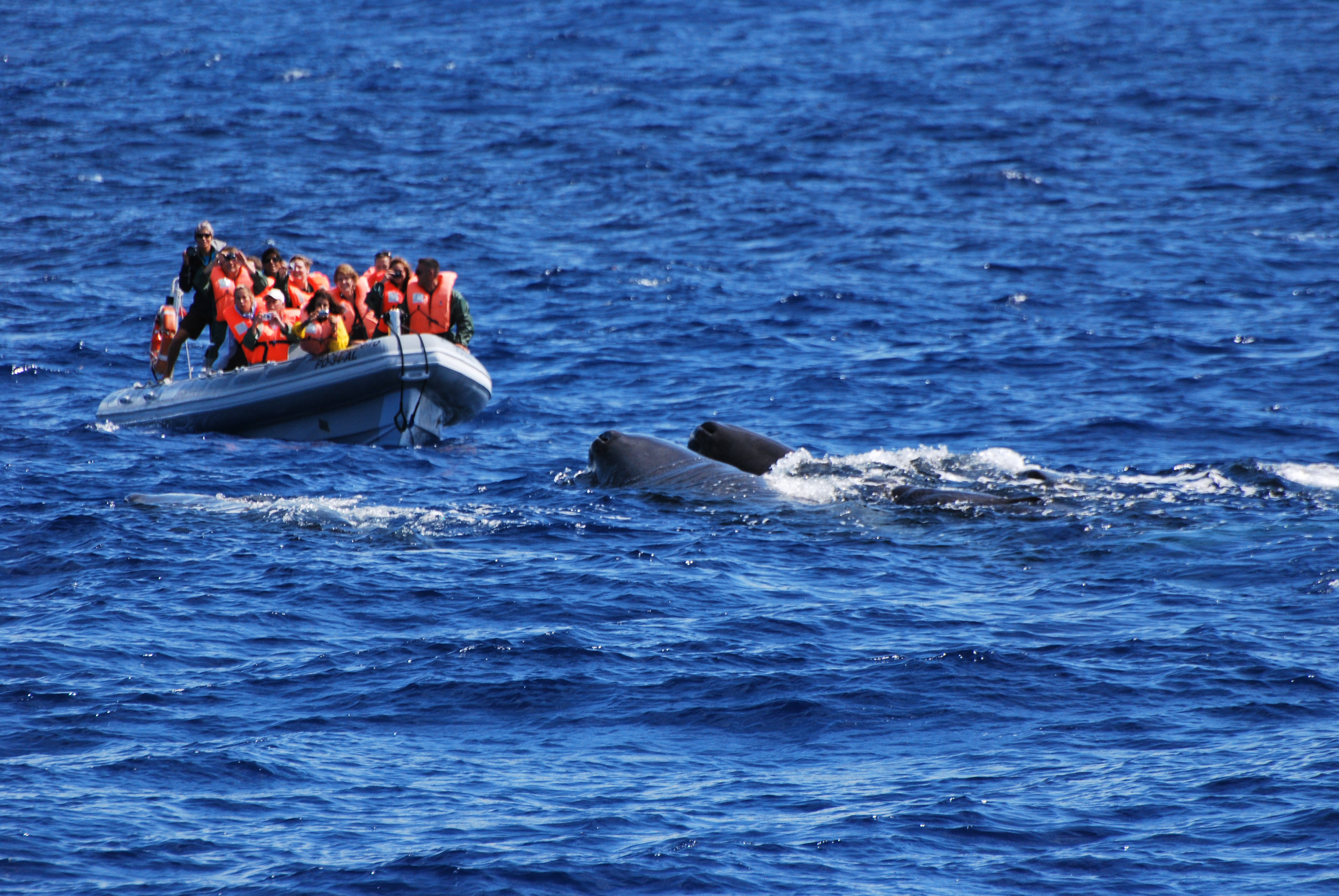 Half-Day RIB Boat Trip in Punta Delgada with Whale & Dolphin Watching.