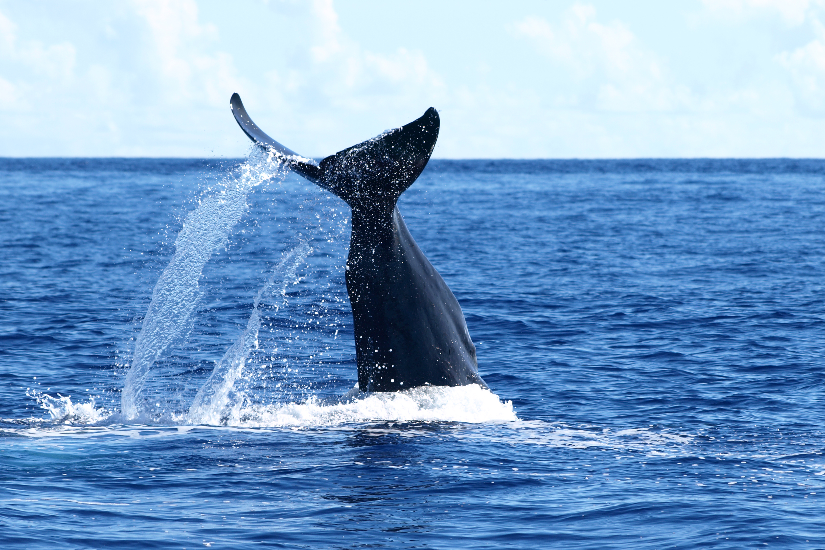 Half-Day RIB Boat Trip in Rabo de Peixe with Whale & Dolphin Watching.