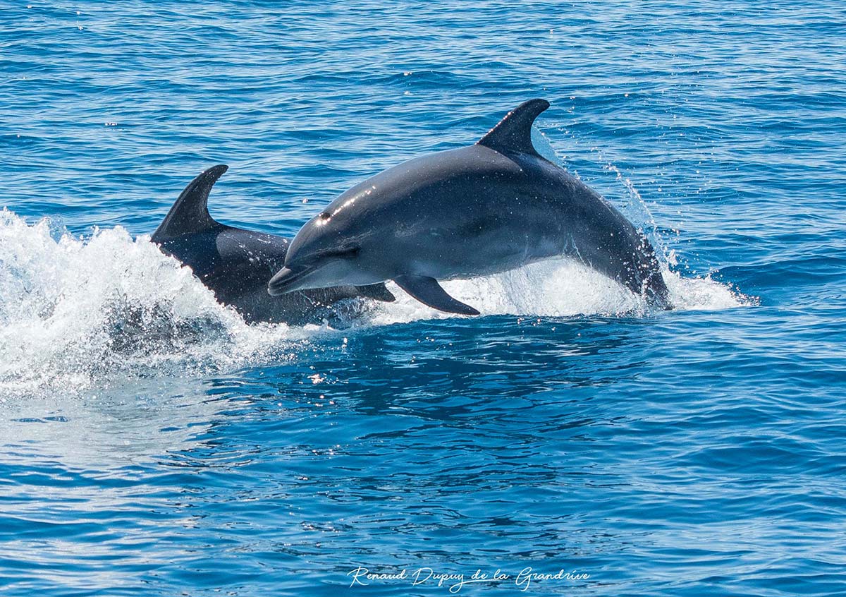 Balade en catamaran le long de la côte agathoise avec Observation des dauphins avec Les Bateaux Agathois.