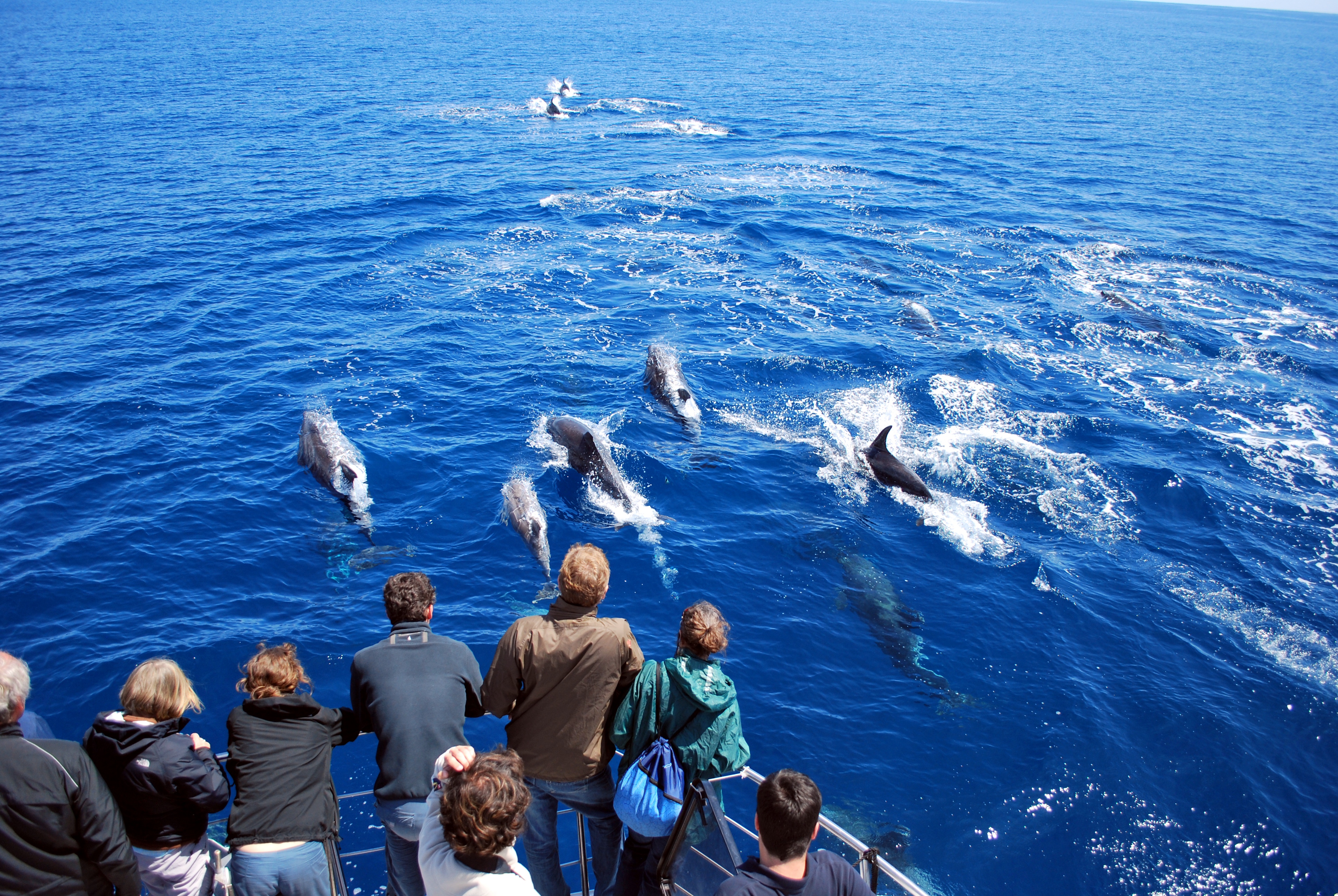 Paseo en catamarán de medio día en Punta Delgada con avistamiento de ballenas y delfines.