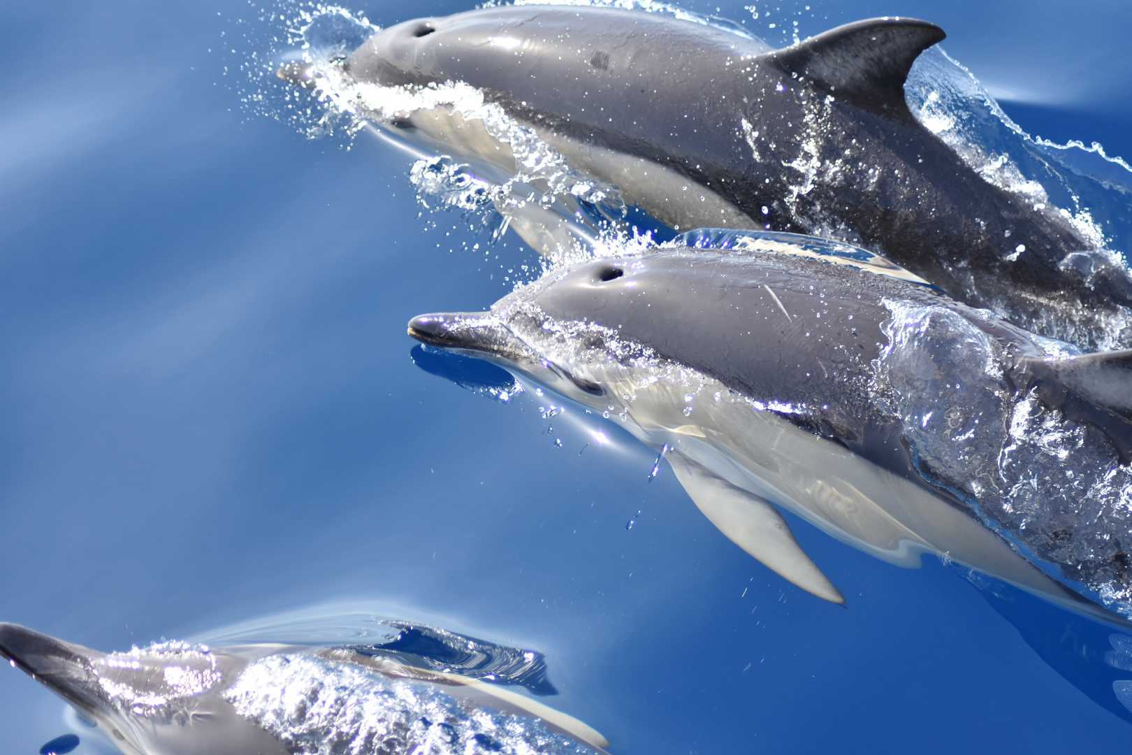 Paseo en catamarán de medio día en Punta Delgada con avistamiento de ballenas y delfines con Futurismo Azores Adventures.