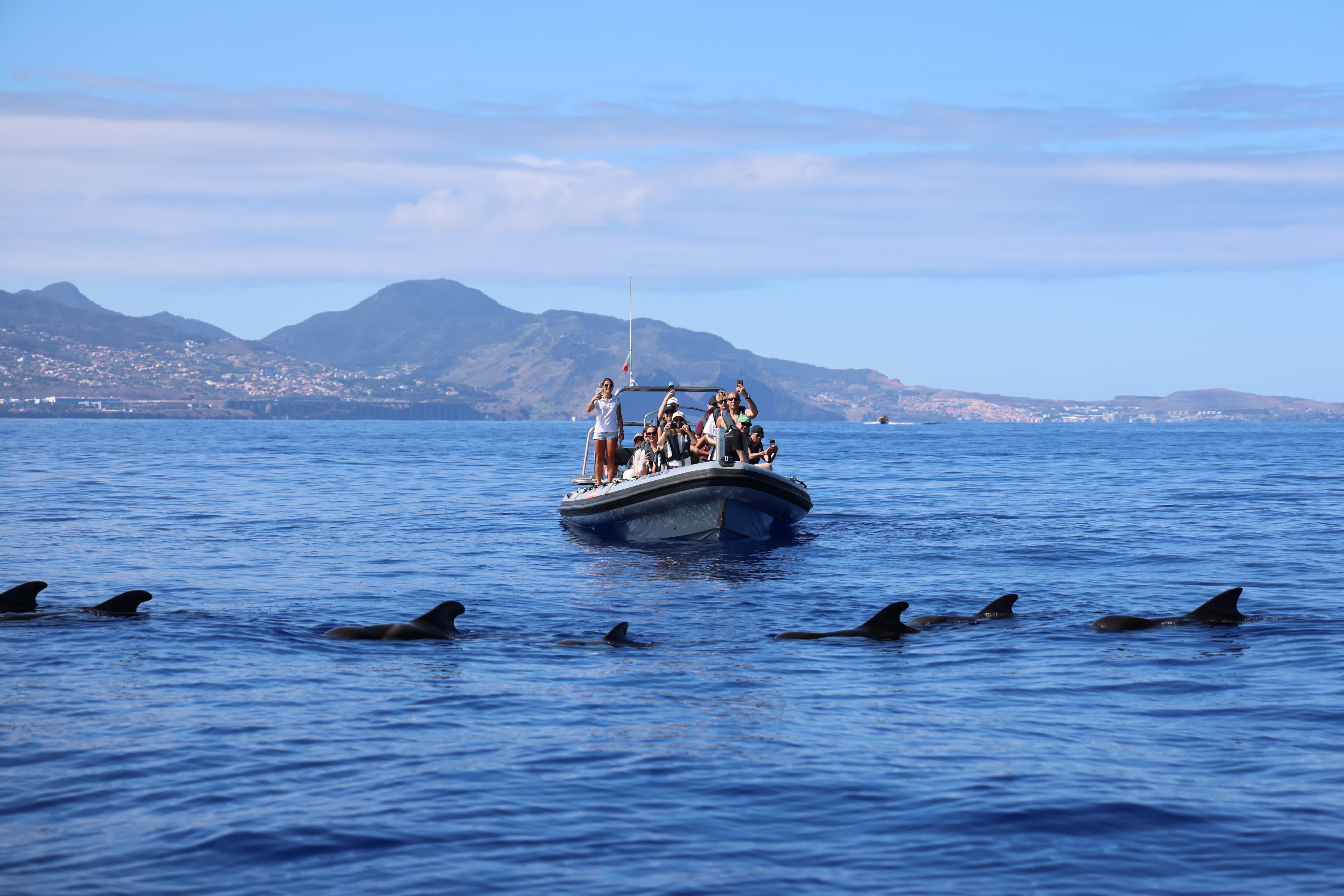 RIB-Bootstour ab Funchal entlang der Küste mit Wal- und Delfinbeobachtung mit Rota dos Cetáceos Madeira.