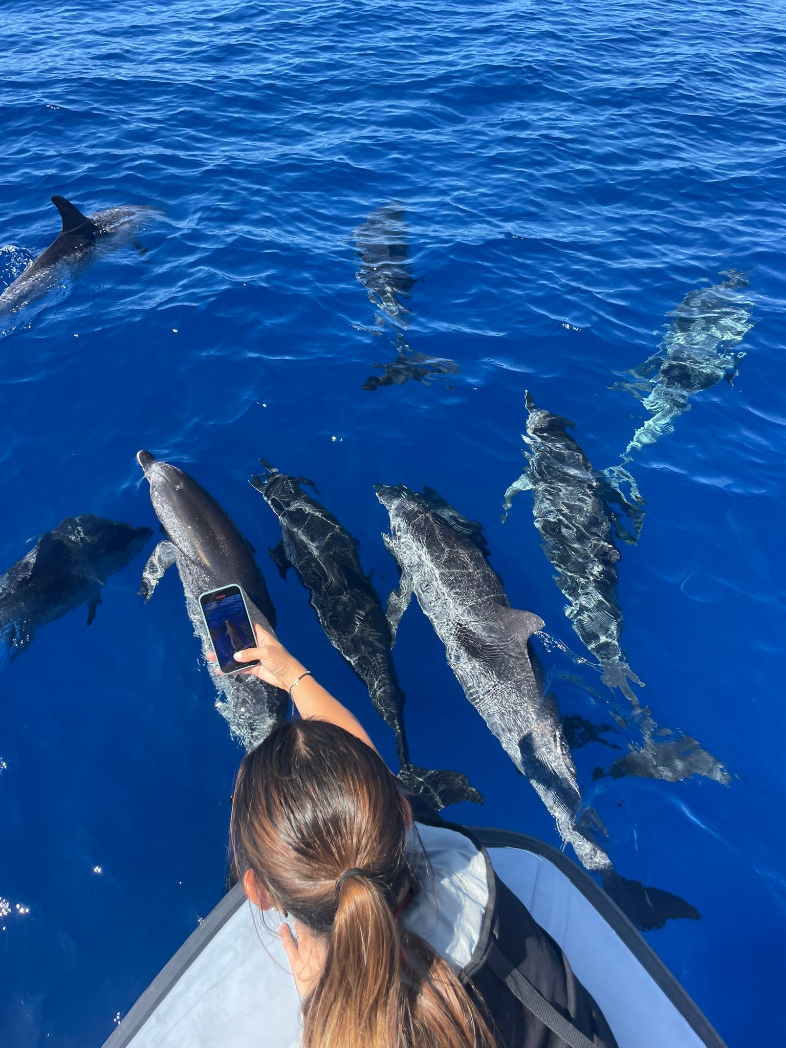 RIB-Bootstour ab Funchal mit Wal- & Delfinbeobachtung und Schwimmen mit Rota dos Cetáceos Madeira.