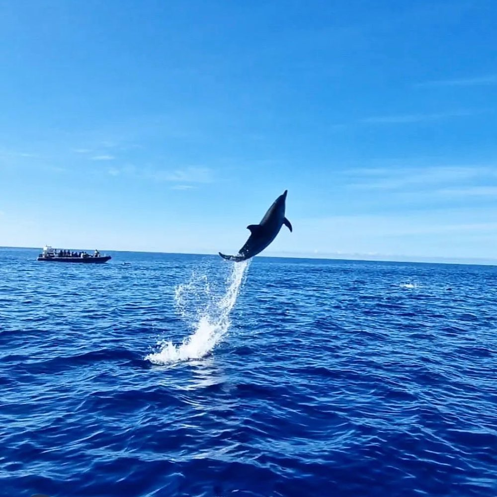 RIB Boat Trip from Funchal with Whale & Dolphin Watching and Swimming.