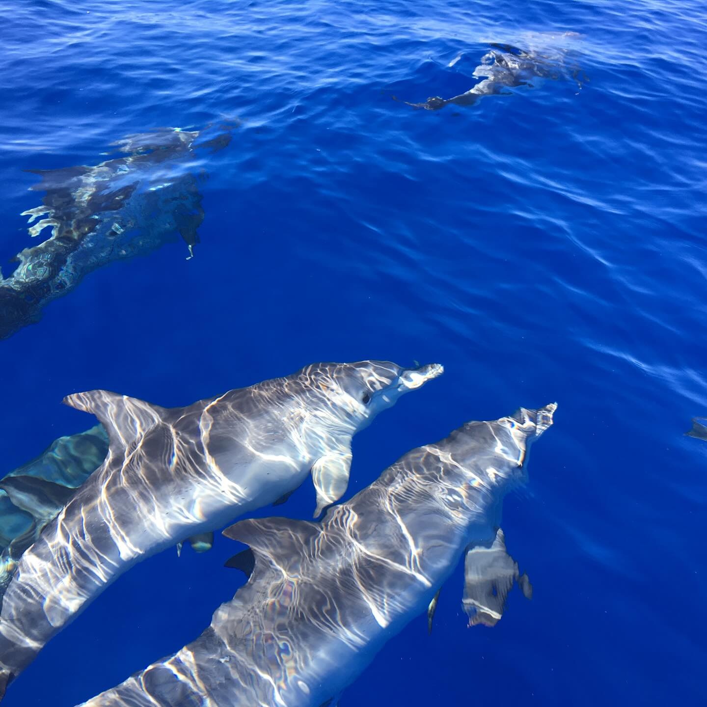Private RIB Boat Trip from Funchal along the Coast with Whale & Dolphin Watching.