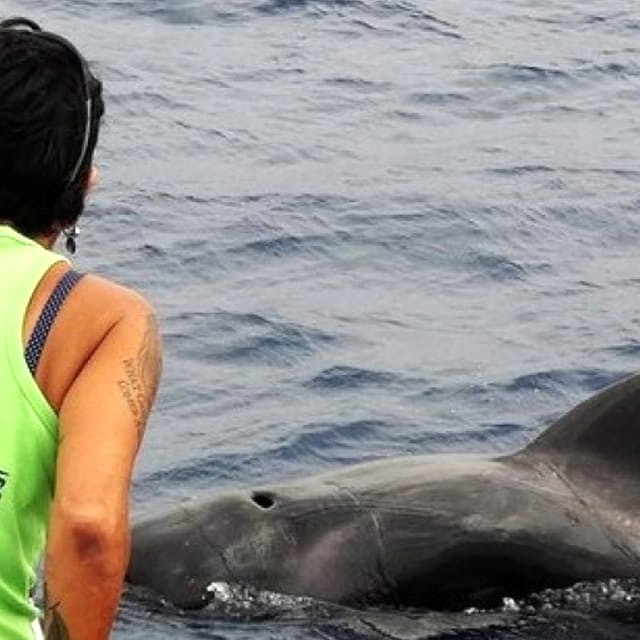 Balade en bateau à Los Cristianos avec Observation respectueuse des cétacés avec BAHRIYELI NO CHASE.