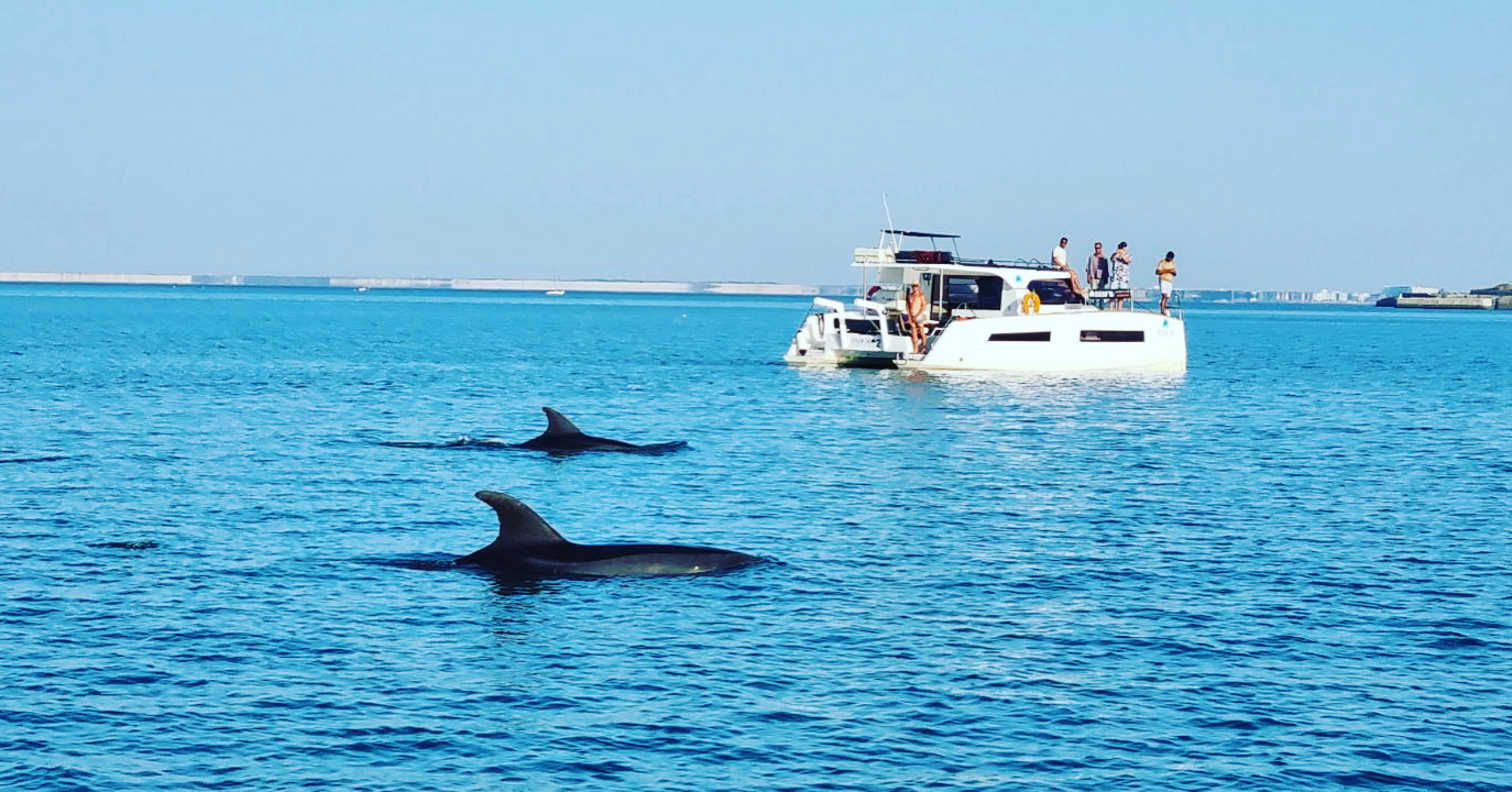 Katamaran-Tour ab Saint-Martin-de-Ré zum Phare des Baleines mit Schwimmen.