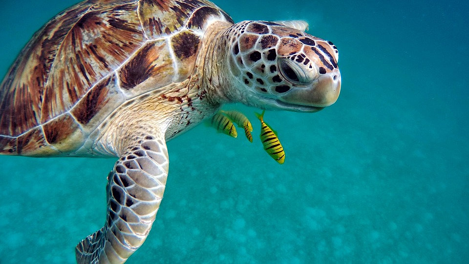 Snorkeling Trip in Tremiti Islands from Aquodiving Tremiti.