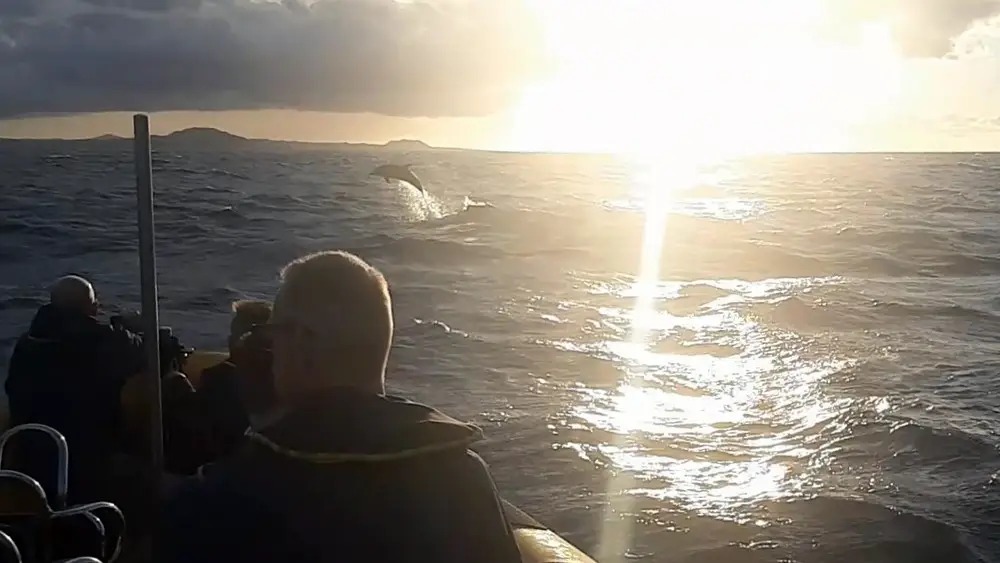 Sunset Speedboat Trip from Lanzarote with Dolphin & Turtles Watching from Waverider Lanzarote.